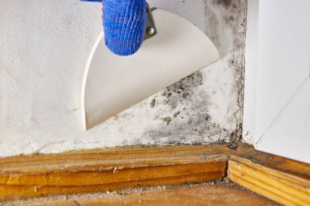 Best Commercial Mold Inspection  in Lake Forest, CA